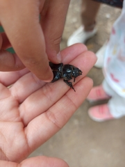 Lucanus cervus turcicus