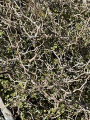 Olearia quinquevulnera