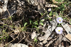 Brachyscome microcarpa