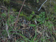 Pterygodium catholicum