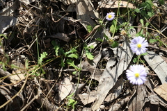 Brachyscome microcarpa