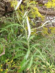 Senecio polyanthemoides