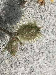 Daucus pumilus