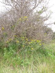 Senecio polyanthemoides