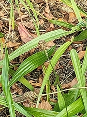 Plantago lanceolata