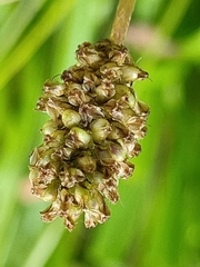 Plantago lanceolata