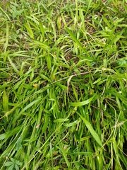 Plantago lanceolata