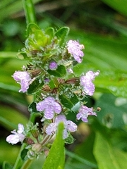 Thymus pulegioides