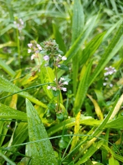 Thymus pulegioides