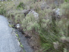 Myrovernix longifolius