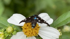 Bocchoris inspersalis