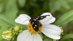 Bocchoris inspersalis