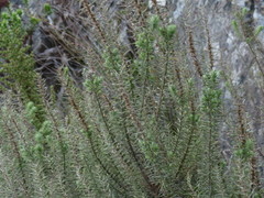 Myrovernix longifolius