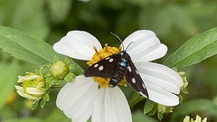 Bocchoris inspersalis
