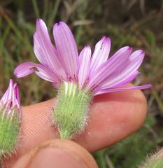 Senecio macrocephalus