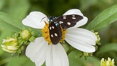 Bocchoris inspersalis