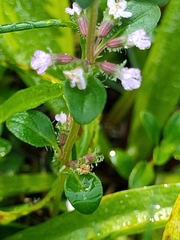 Thymus pulegioides