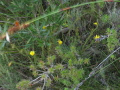 Cullumia reticulata