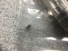 Callosobruchus maculatus