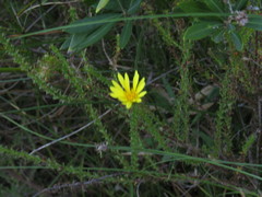 Cullumia reticulata