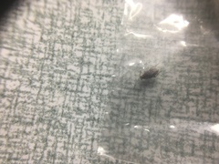 Callosobruchus maculatus