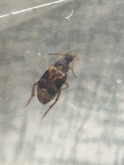 Callosobruchus maculatus