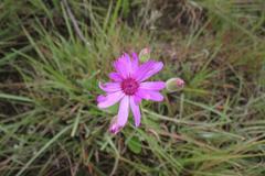 Senecio macrocephalus
