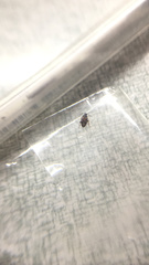 Callosobruchus maculatus