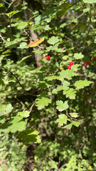 Crataegus