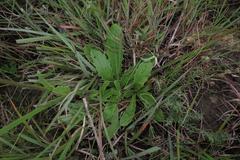 Senecio macrocephalus