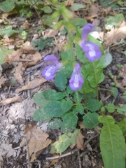 Salvia forskaehlei