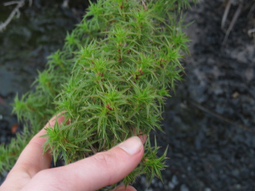 Image of Cliffortia dregeana by (c) Jeremy Gilmore, some rights reserved (CC BY)