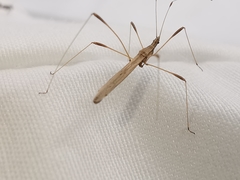 Neides aduncus