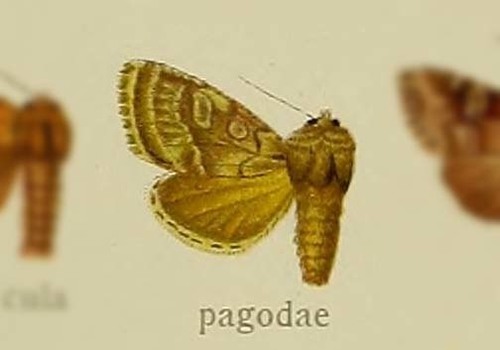 Copitype pagodae