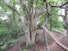 Mitragyna parvifolia