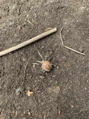 Araneus diadematus