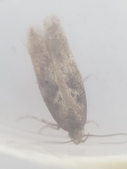 Caryocolum marmorea