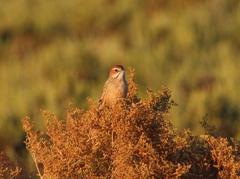 Sphenoeacus afer afer