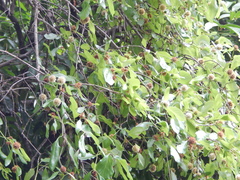 Mitragyna parvifolia