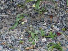 Phyllopodium capillare