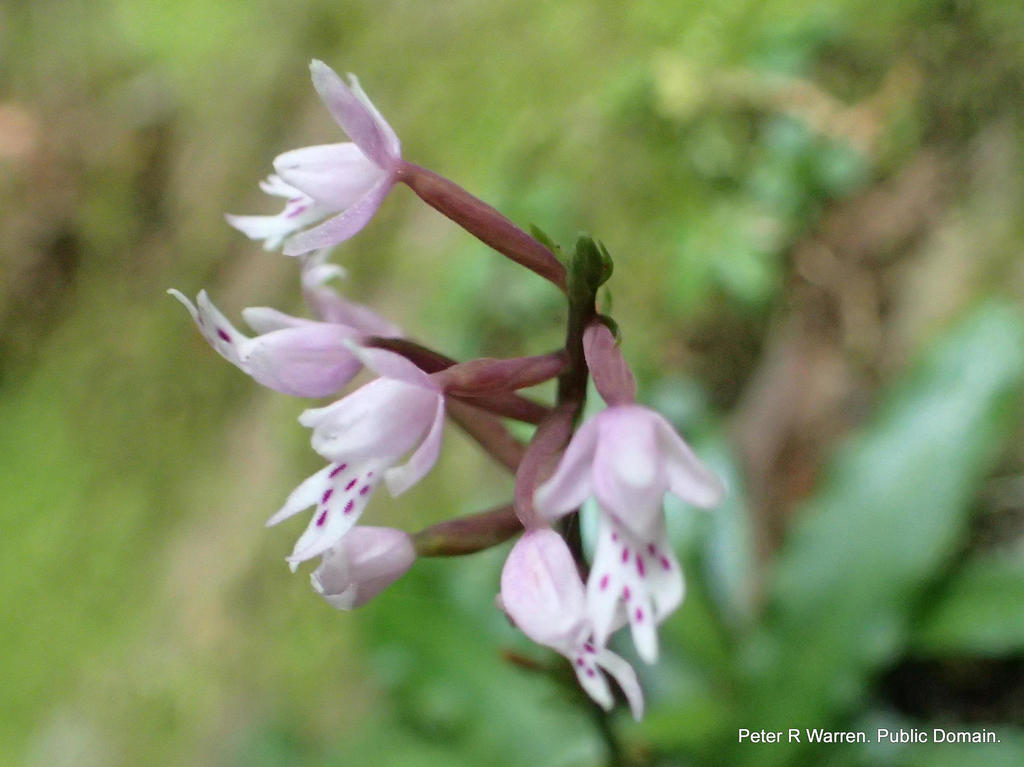 Stenoglottis fimbriata
