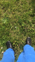Bellis perennis