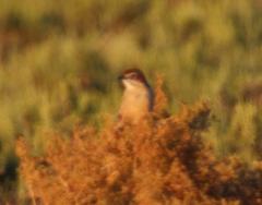 Sphenoeacus afer afer