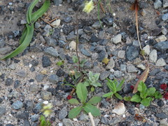 Phyllopodium capillare