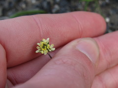 Phyllopodium capillare