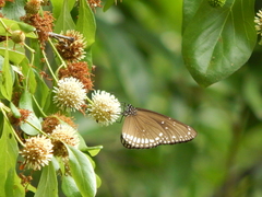 Mitragyna parvifolia