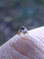 Heteroptera