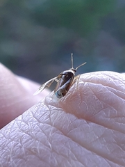 Heteroptera