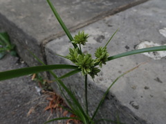Cyperus eragrostis