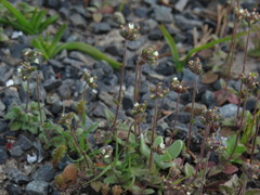 Phyllopodium capillare